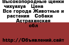 Высокопородные щенки чихуахуа › Цена ­ 25 000 - Все города Животные и растения » Собаки   . Астраханская обл.